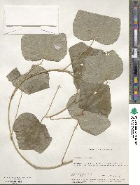 Menispermum canadense image