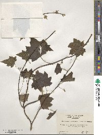 Menispermum canadense image