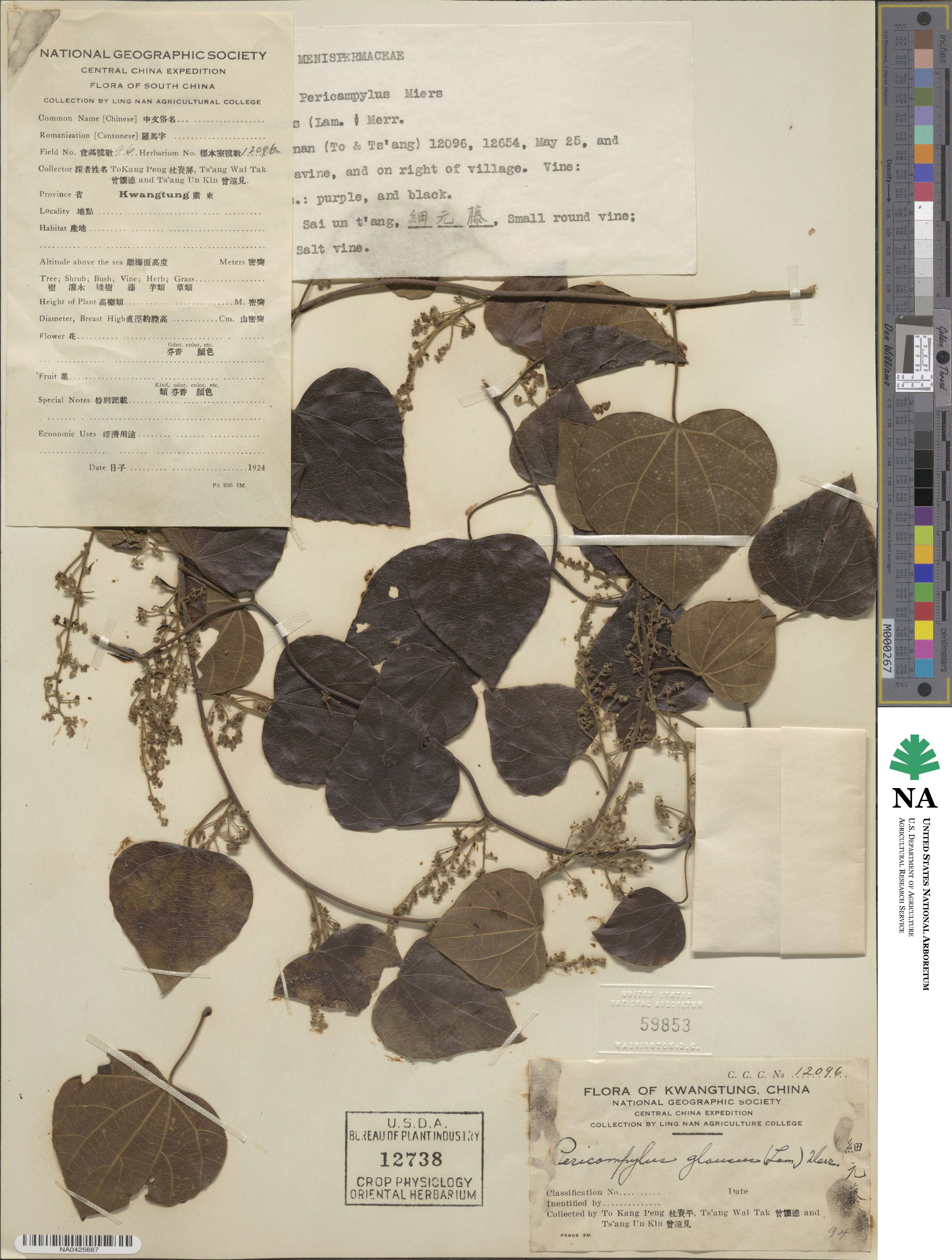 Pericampylus glaucus image