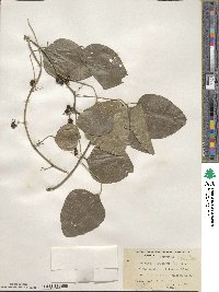 Cocculus carolinus image