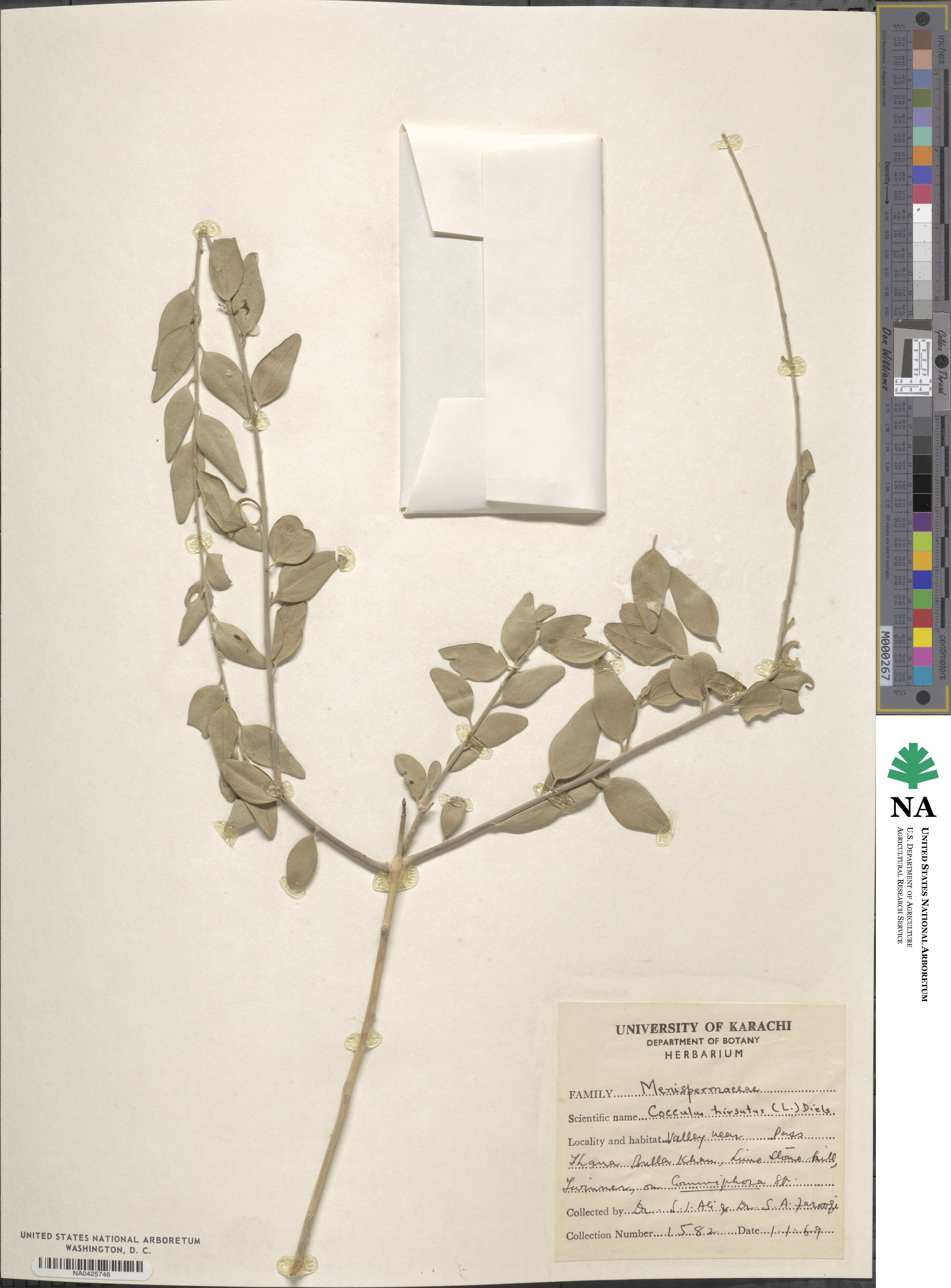 Cocculus hirsutus image