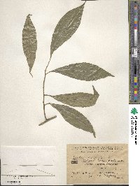 Cocculus laurifolius image