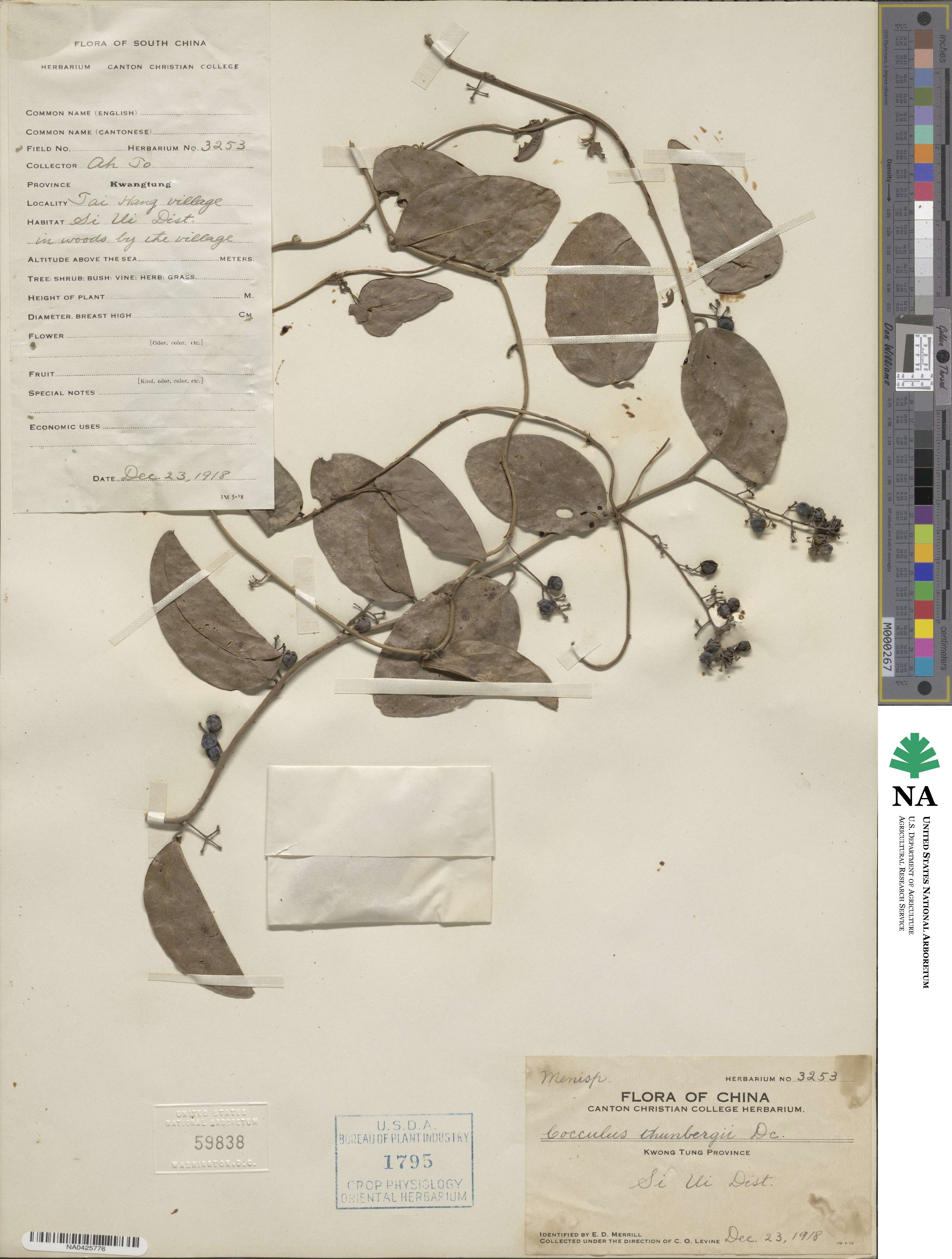 Cocculus orbiculatus image