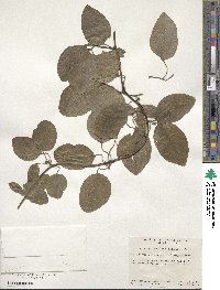 Cocculus orbiculatus image