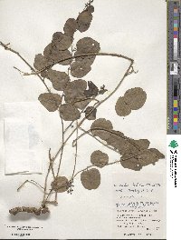 Cocculus orbiculatus image