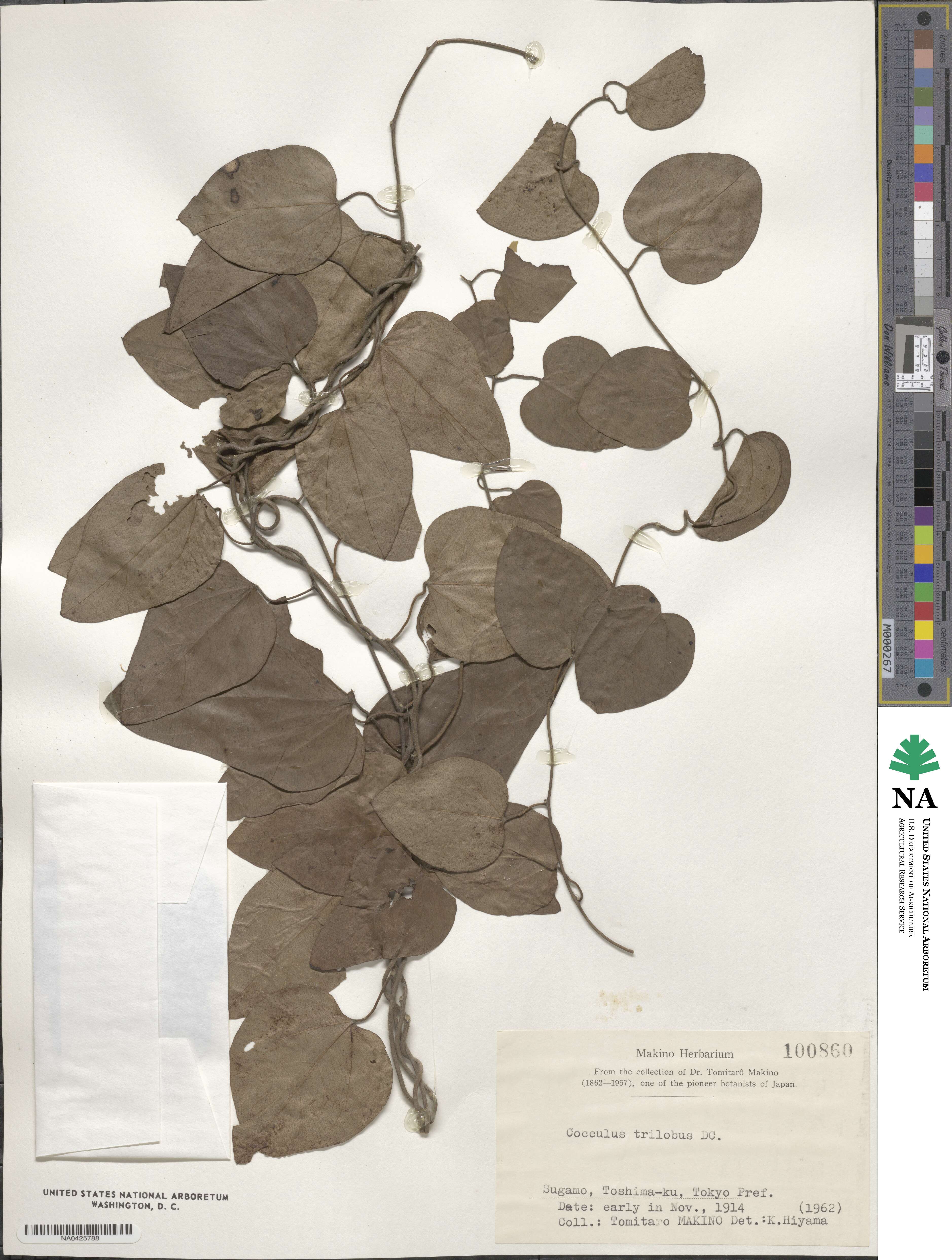 Cocculus orbiculatus image