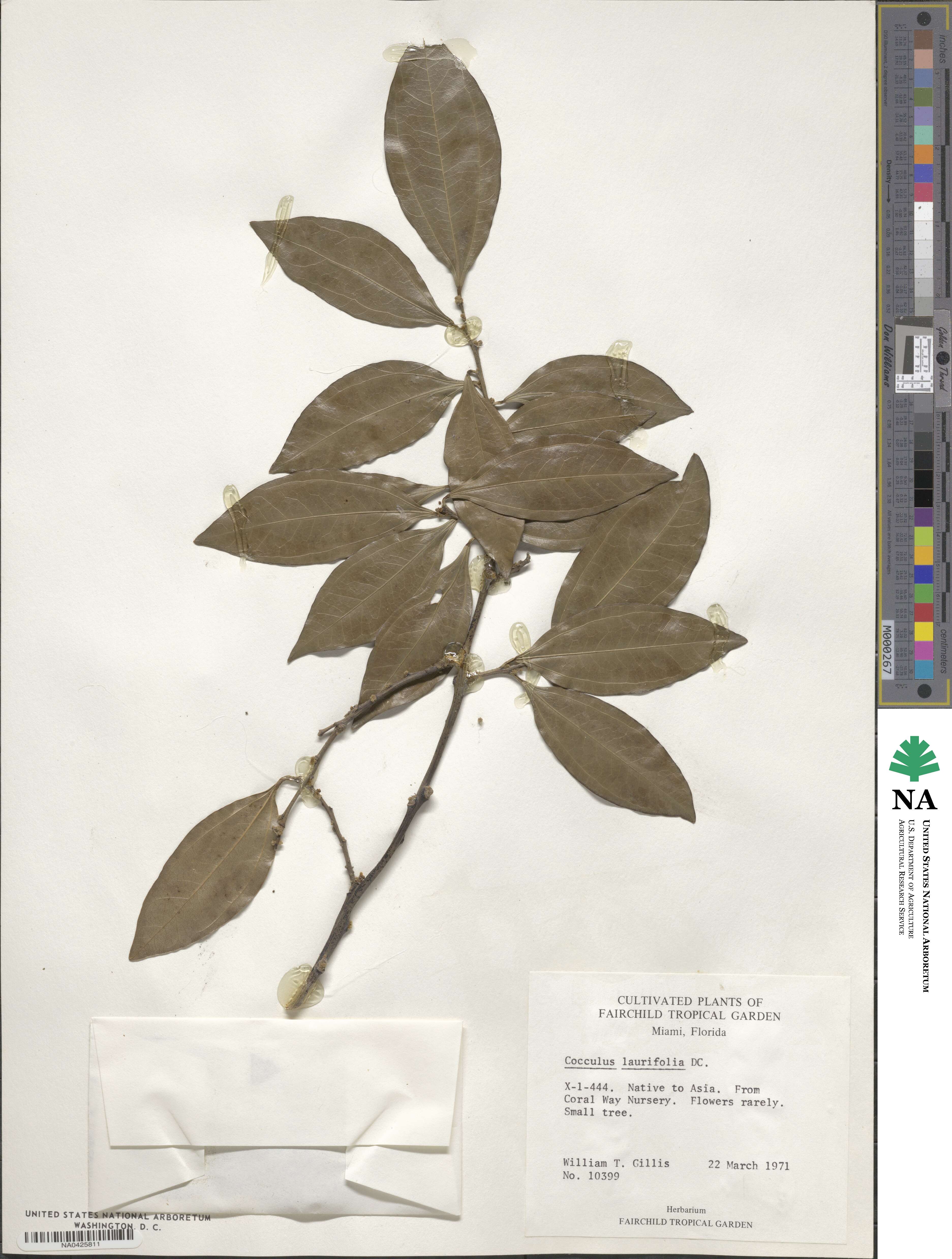 Cocculus laurifolius image