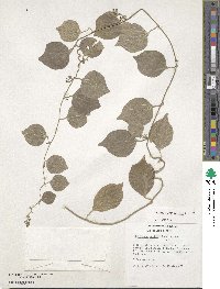 Cocculus orbiculatus image