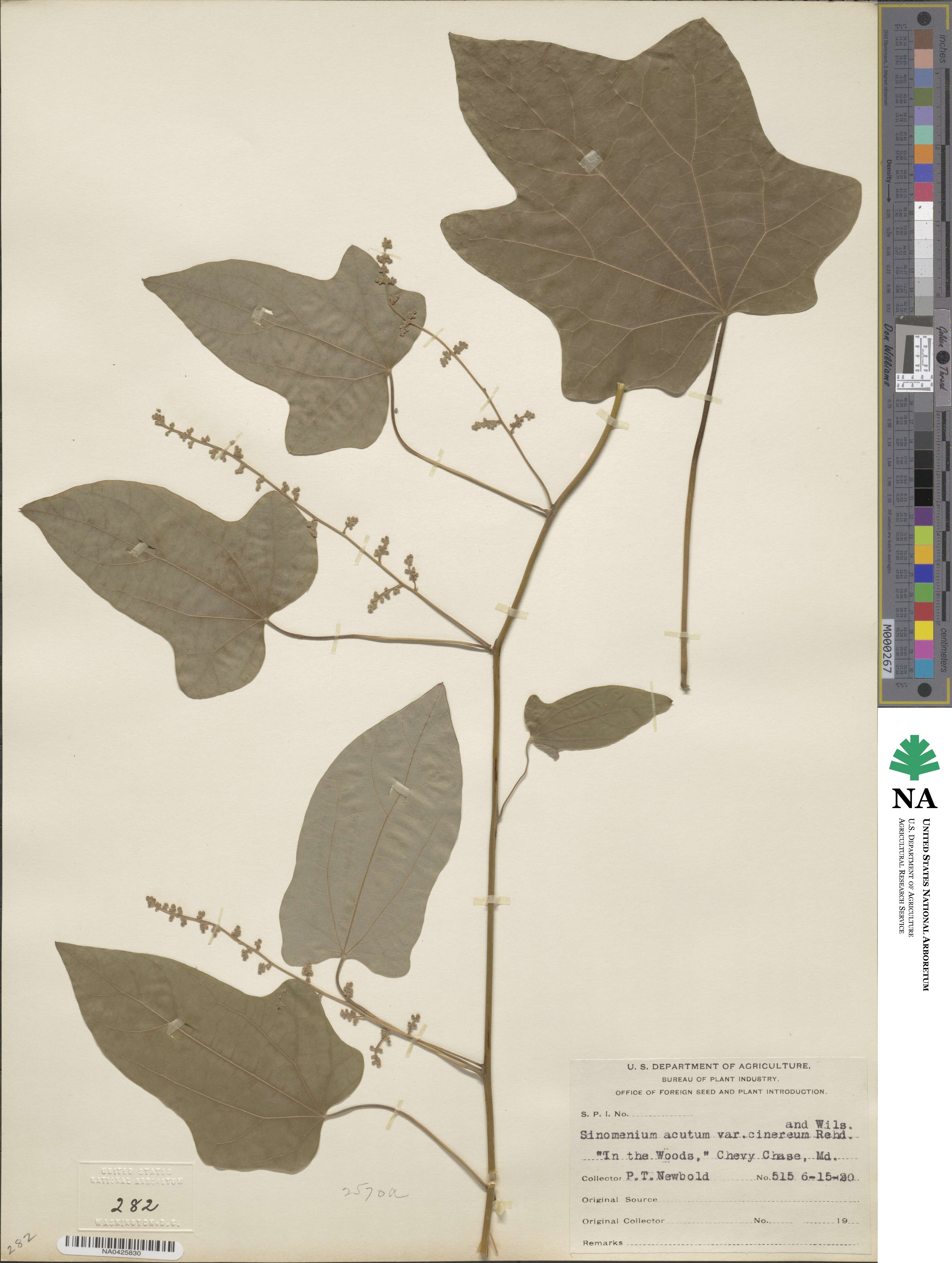 Sinomenium acutum image