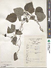 Stephania japonica image