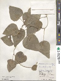 Stephania japonica image