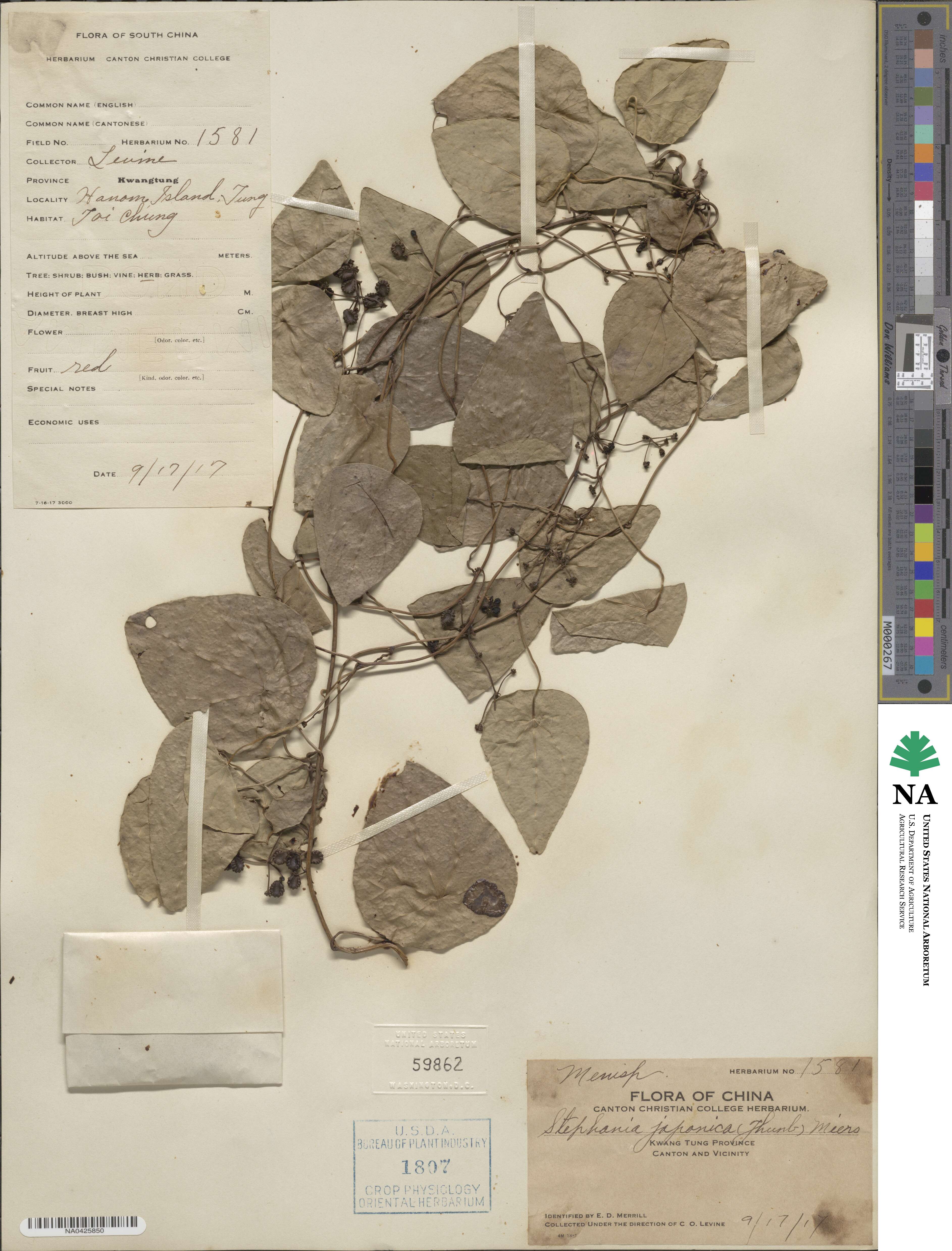 Stephania japonica image