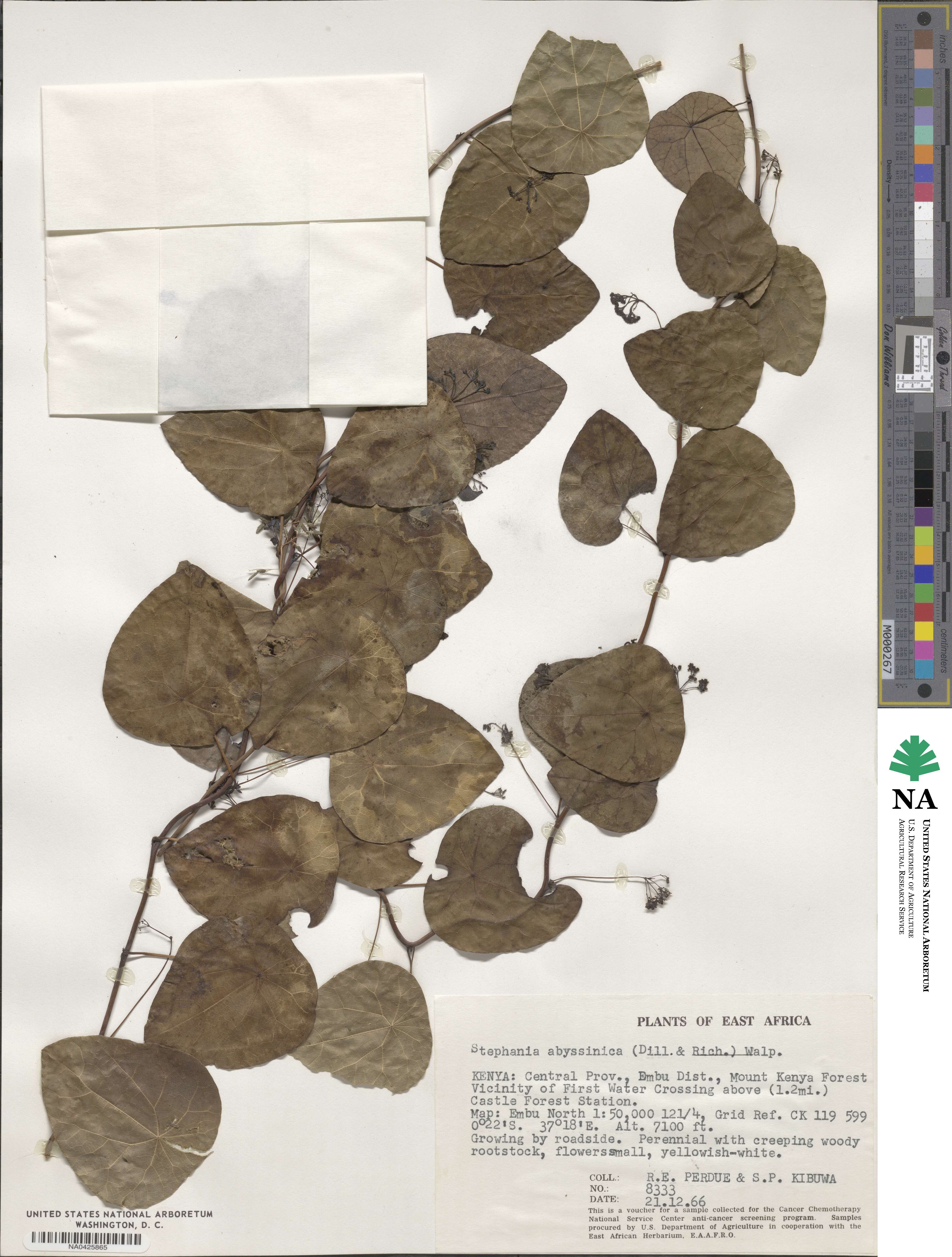 Stephania abyssinica image