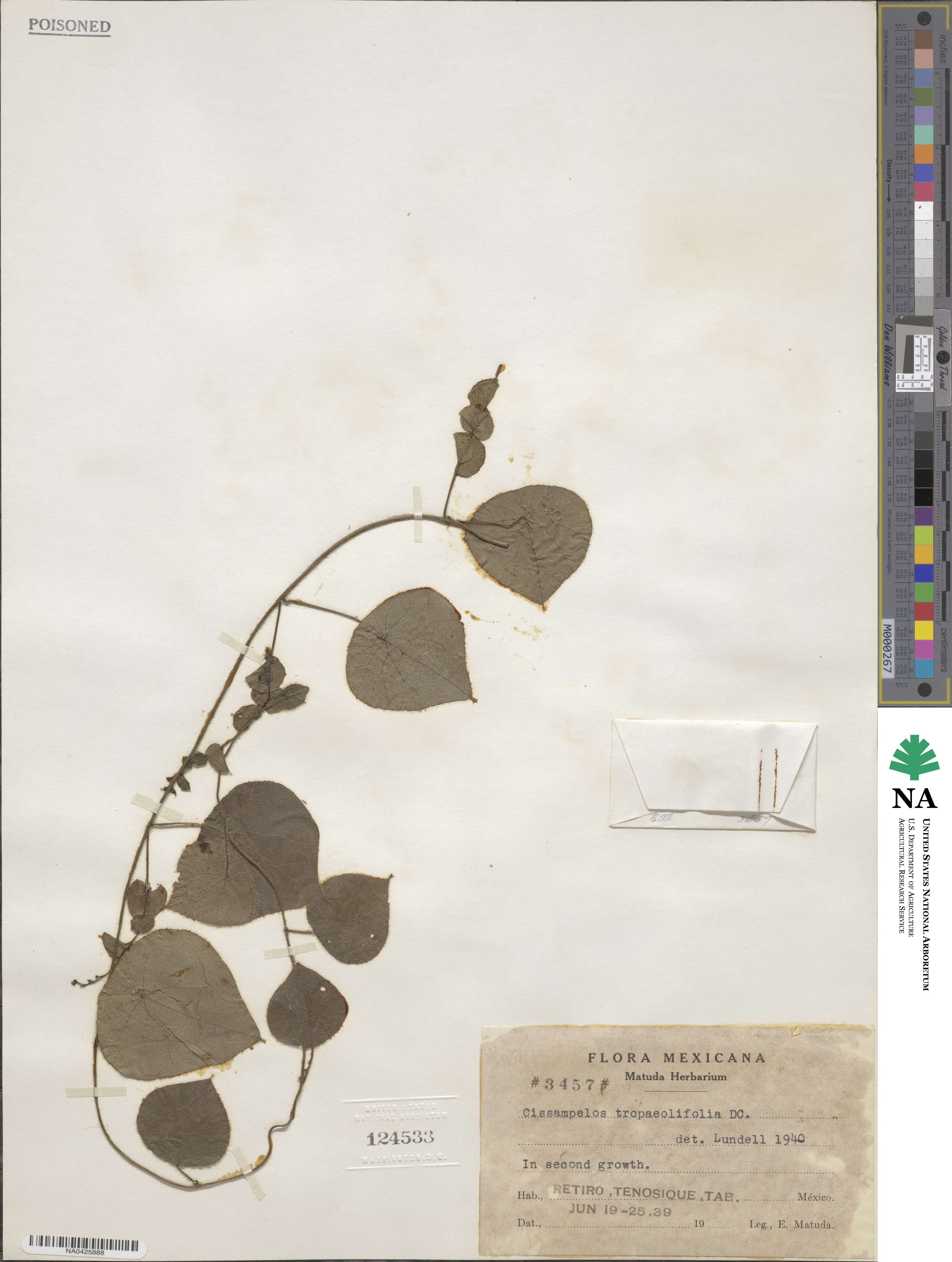 Cissampelos tropaeolifolia image