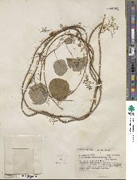 Cissampelos tropaeolifolia image