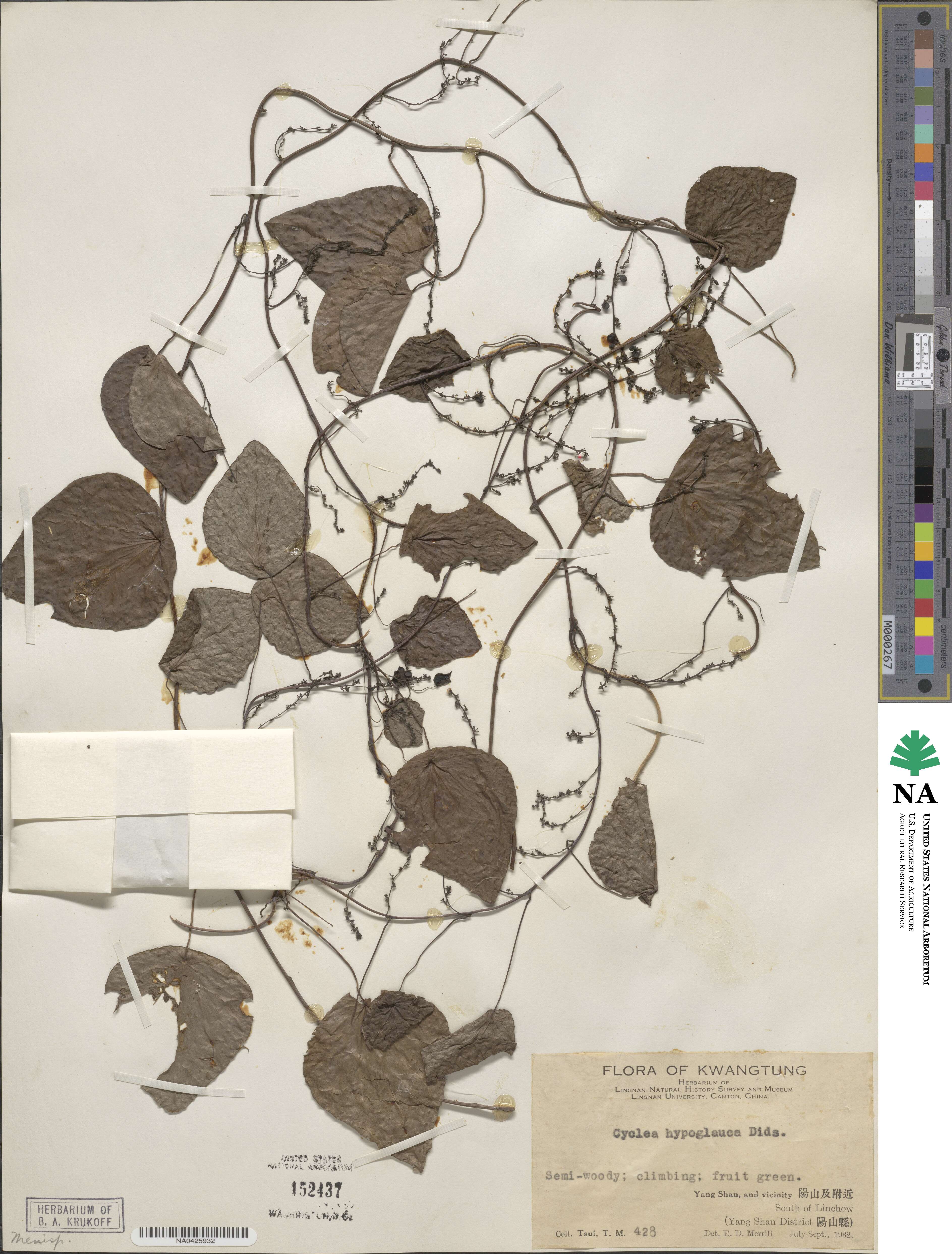 Cyclea hypoglauca image