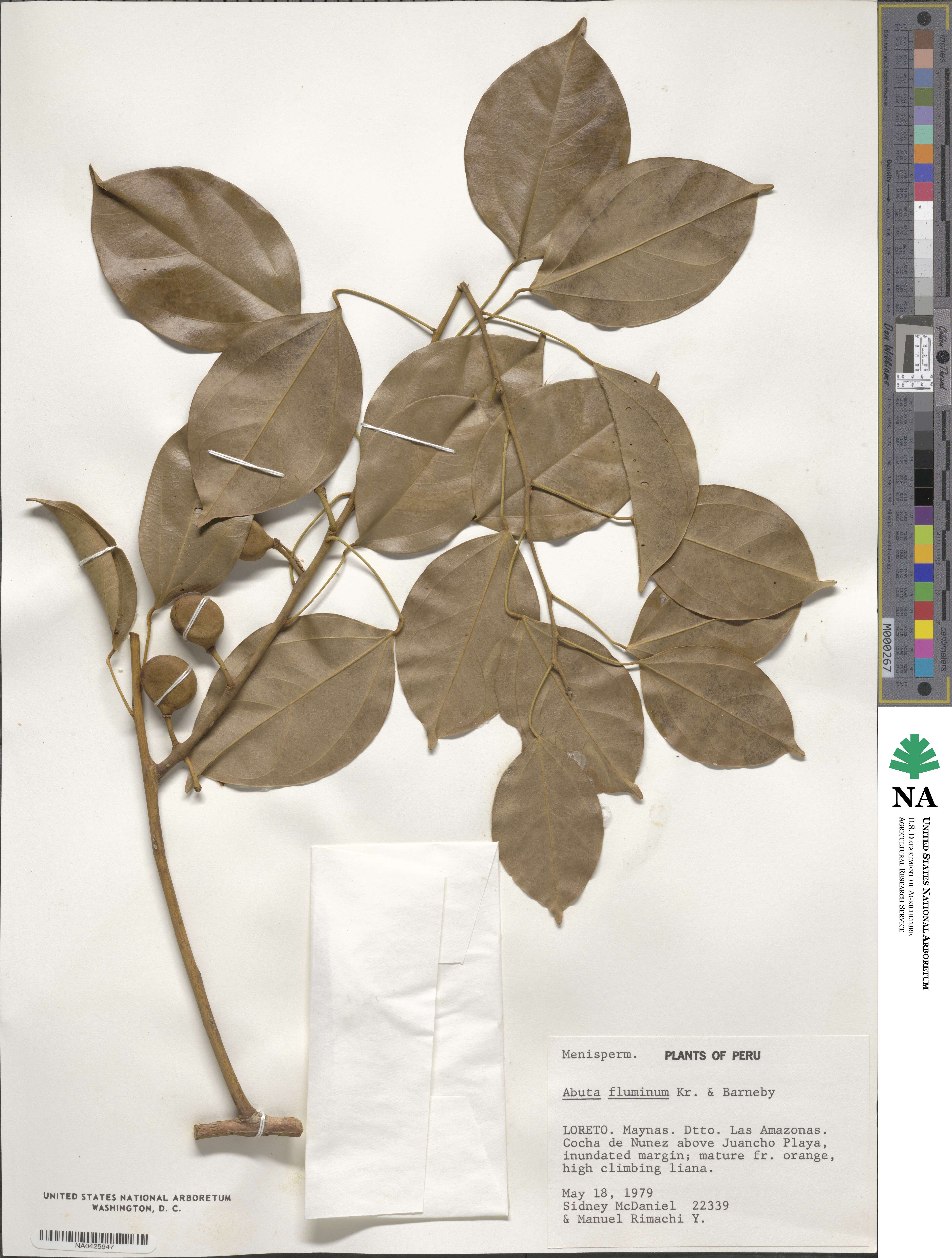 Abuta fluminum image