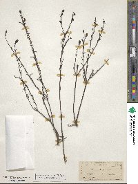 Gerardia linifolia image