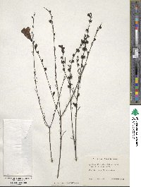 Gerardia linifolia image