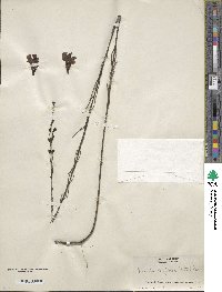 Gerardia linifolia image
