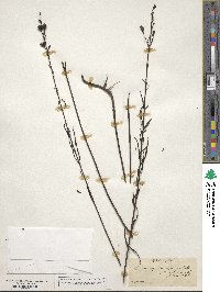 Gerardia linifolia image