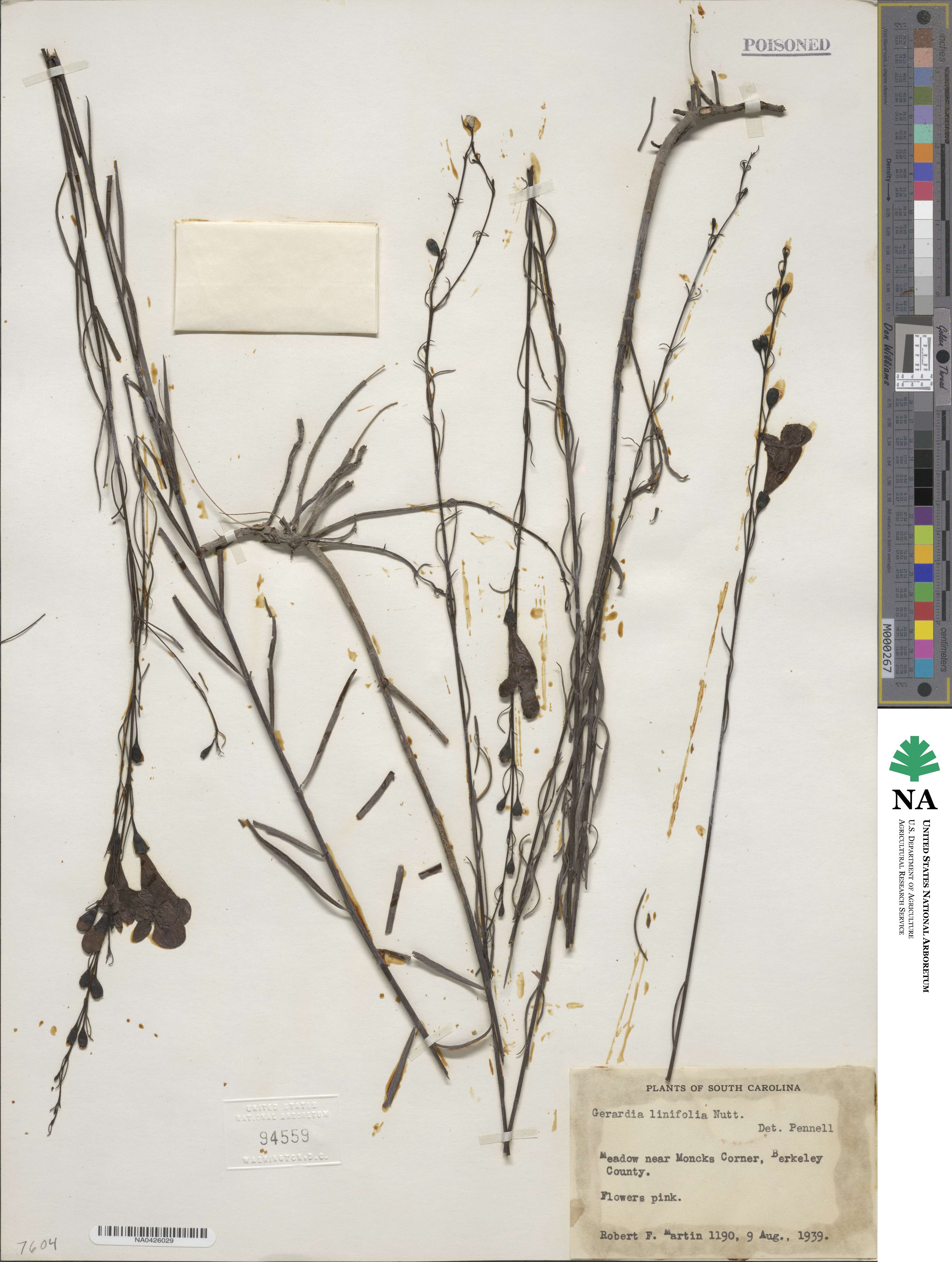 Gerardia linifolia image