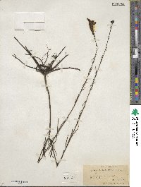 Gerardia linifolia image
