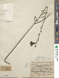 Gerardia linifolia image