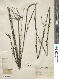 Gerardia linifolia image