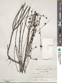 Gerardia linifolia image