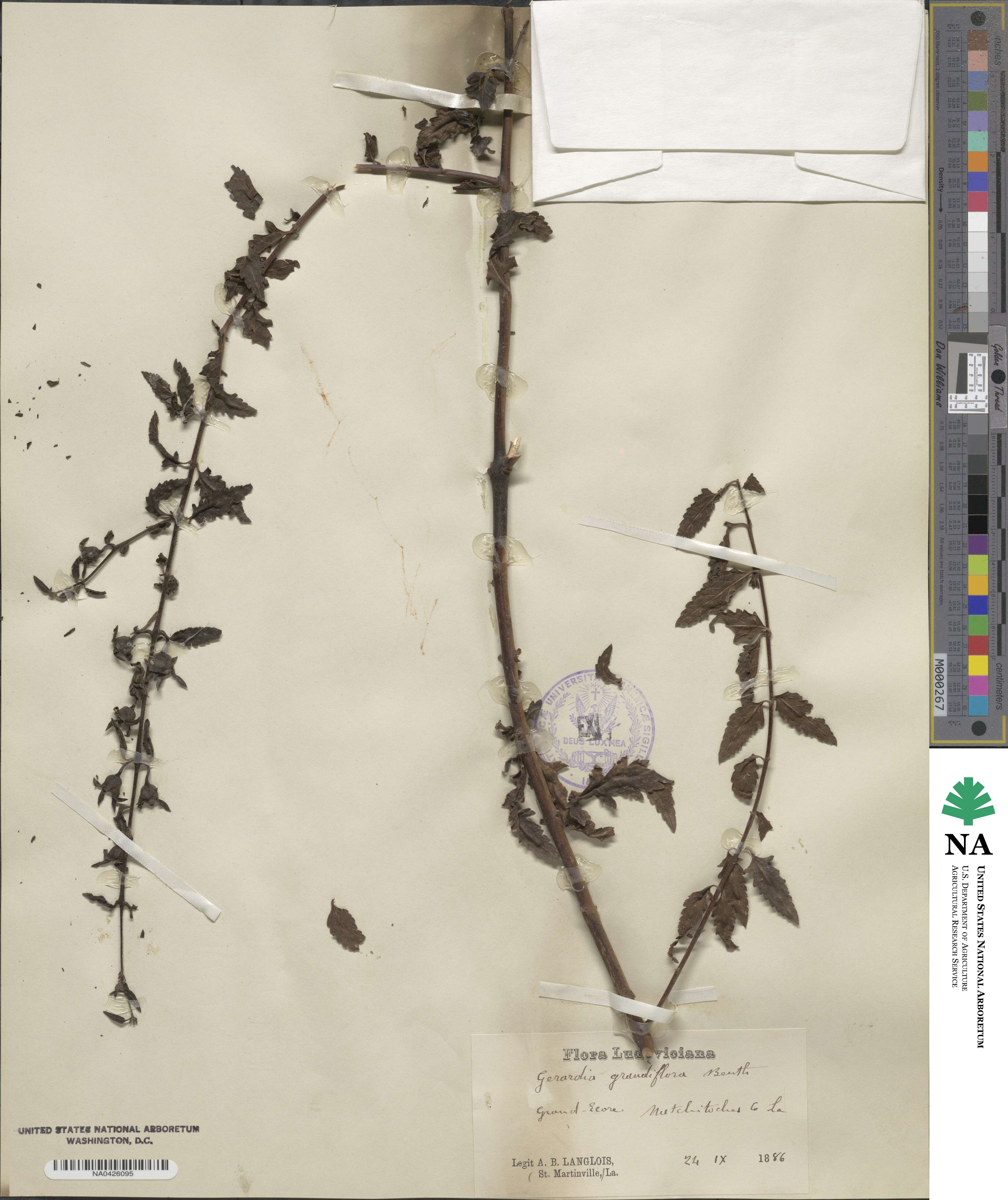 Aureolaria grandiflora image