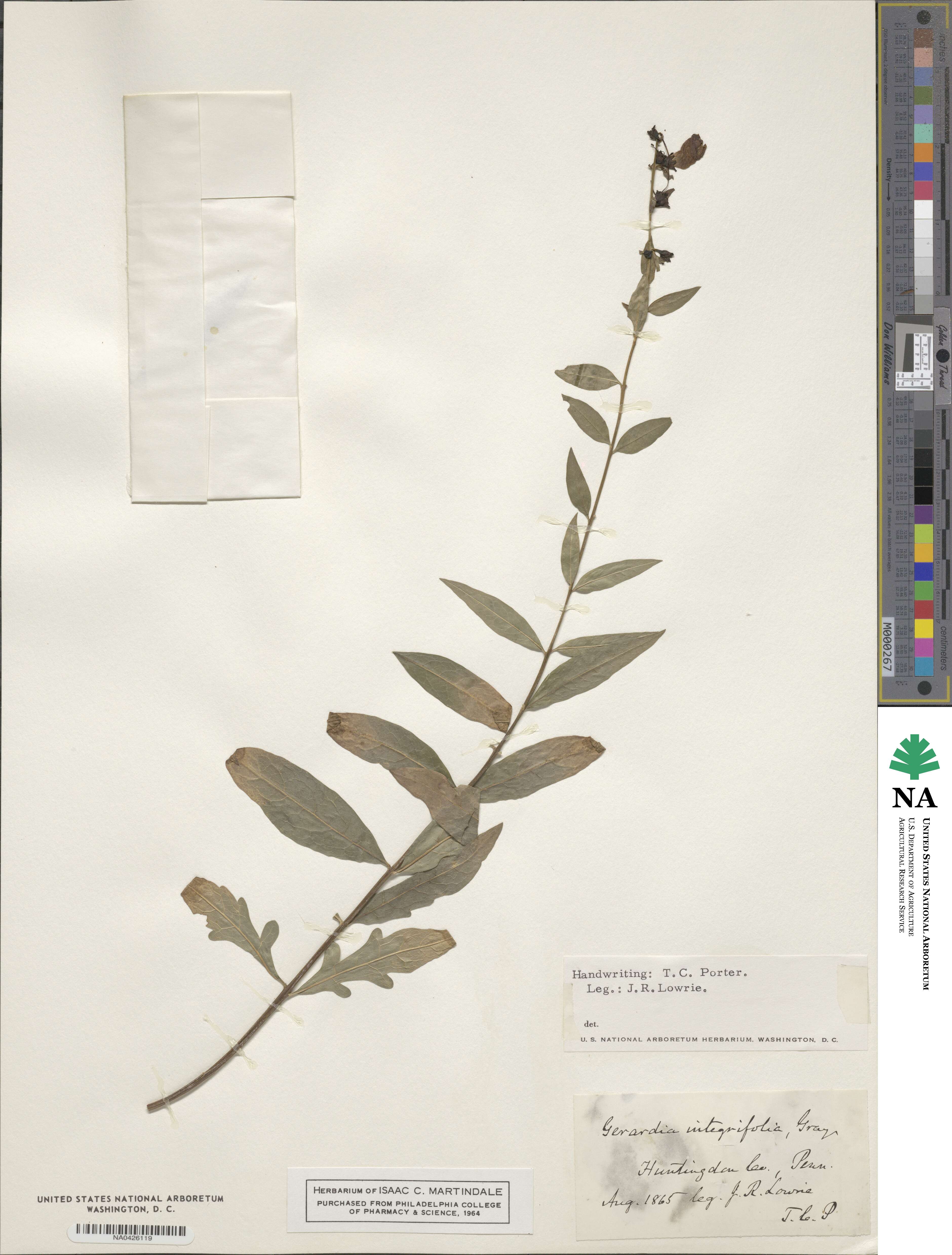 Aureolaria levigata image