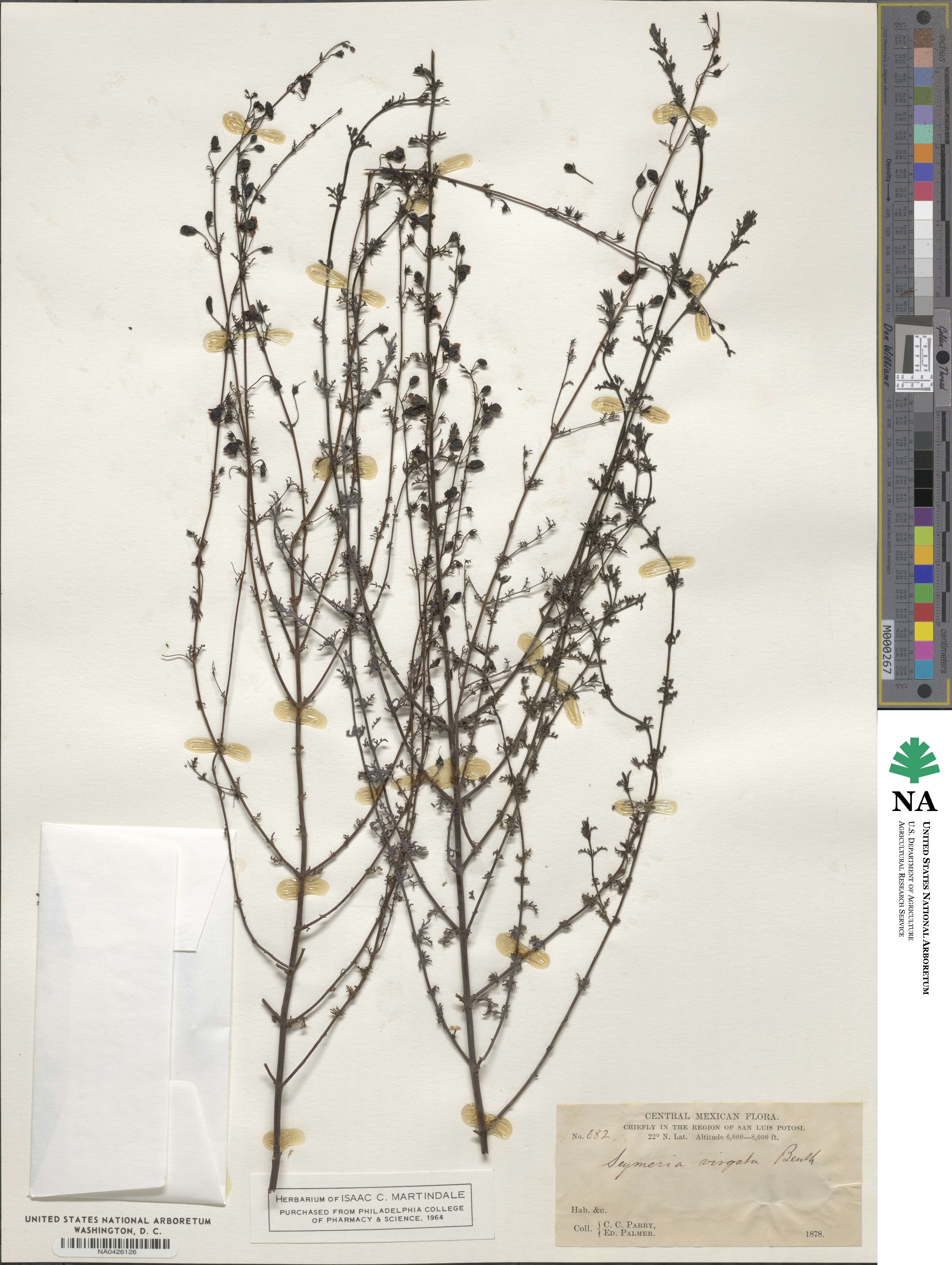 Seymeria virgata image