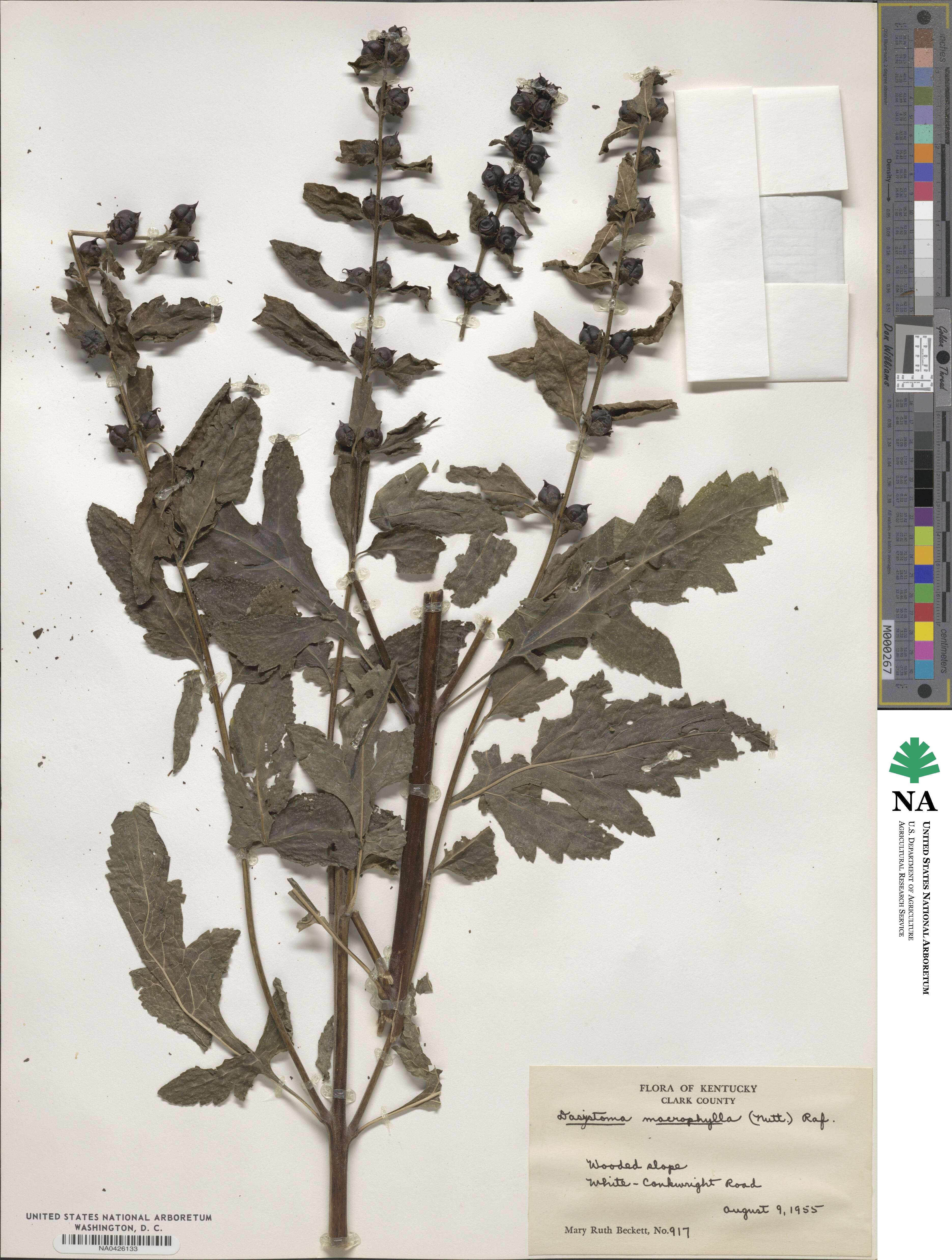 Dasistoma macrophyllum image
