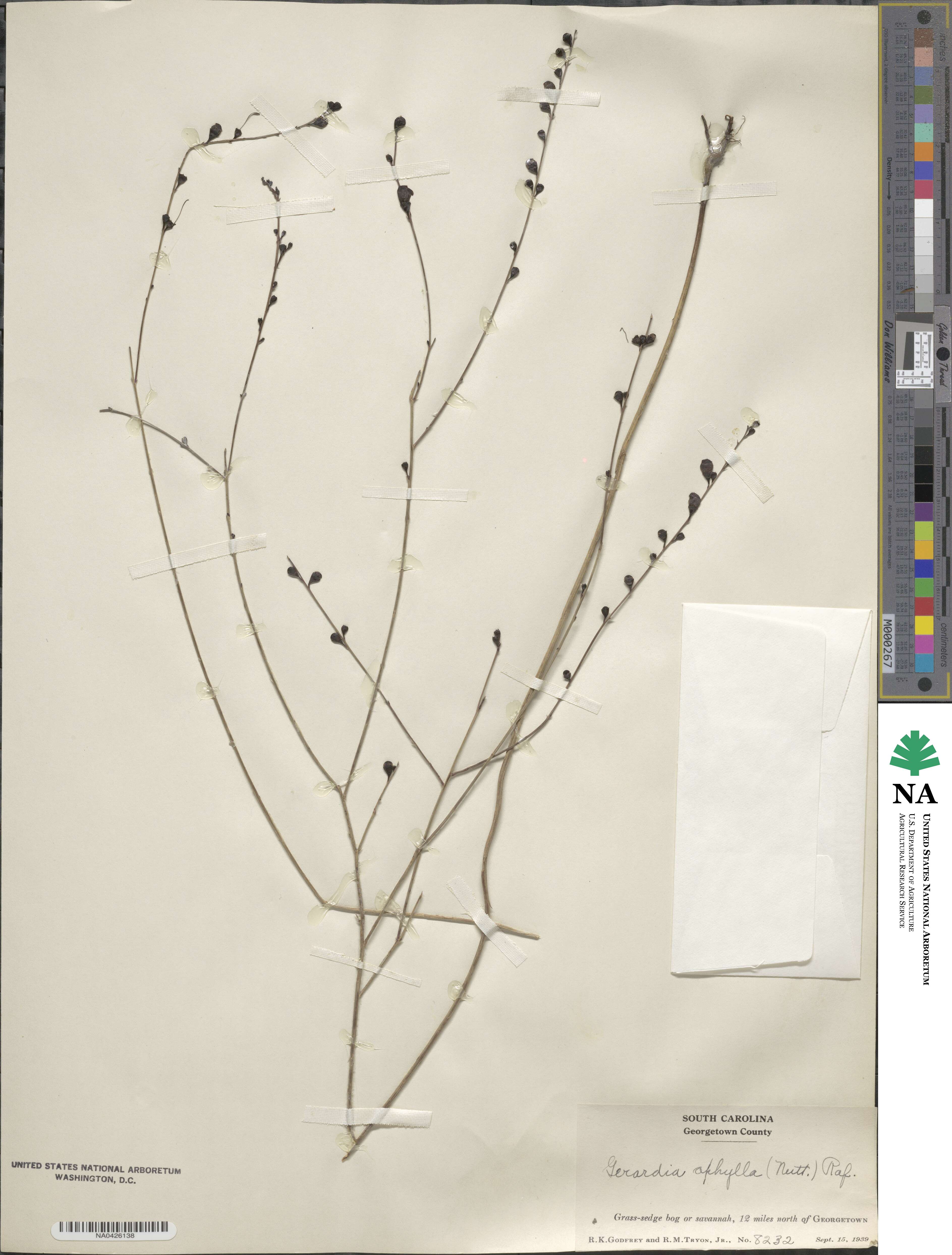 Agalinis aphylla image