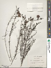 Agalinis aspera image