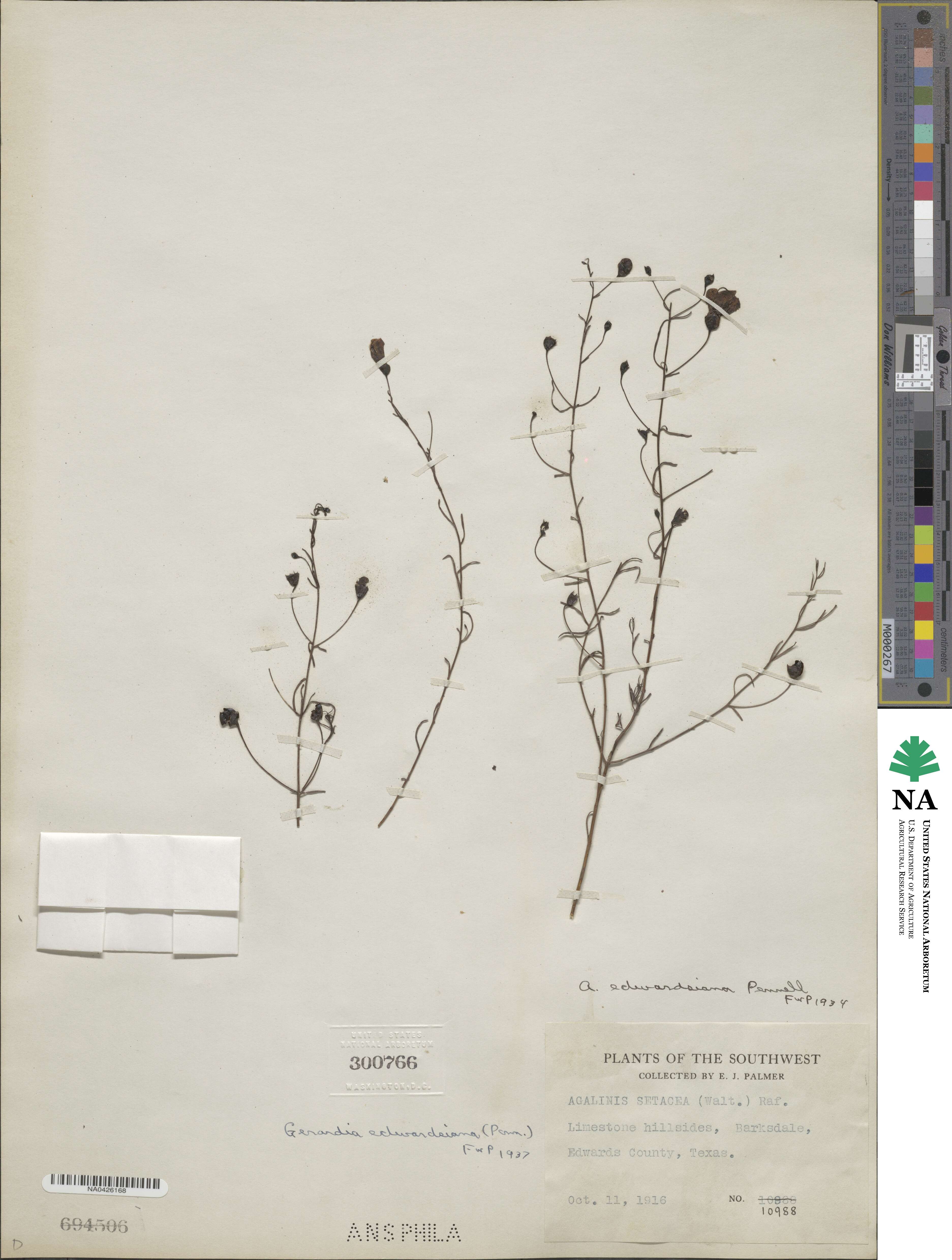 Agalinis edwardsiana image