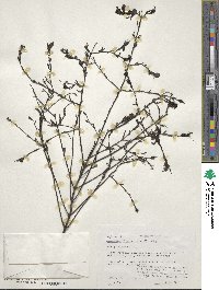 Agalinis fasciculata image