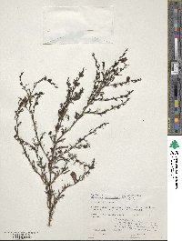 Agalinis fasciculata image