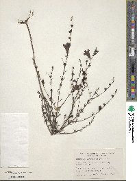 Agalinis fasciculata image