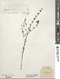 Agalinis fasciculata image