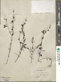 Agalinis fasciculata image