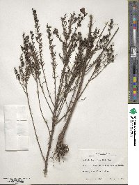 Agalinis fasciculata image
