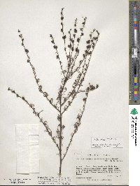 Agalinis fasciculata image
