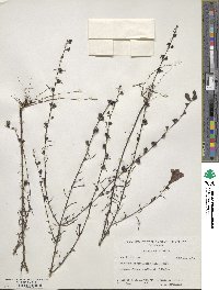 Agalinis fasciculata image