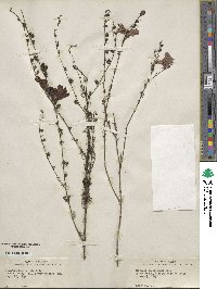 Agalinis fasciculata image