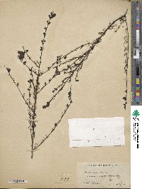 Agalinis fasciculata image