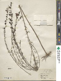 Agalinis fasciculata image