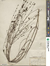 Agalinis fasciculata image