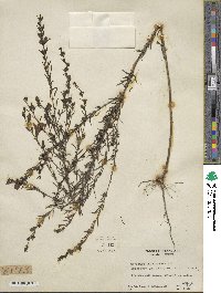 Agalinis fasciculata image